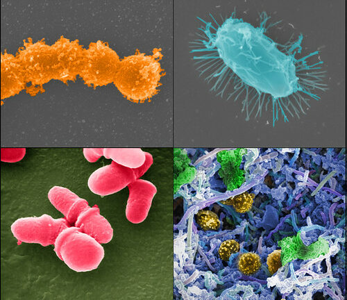 Il Microbioma Umano- L’Universo Microscopico che Ci Abita e Ci Plasma