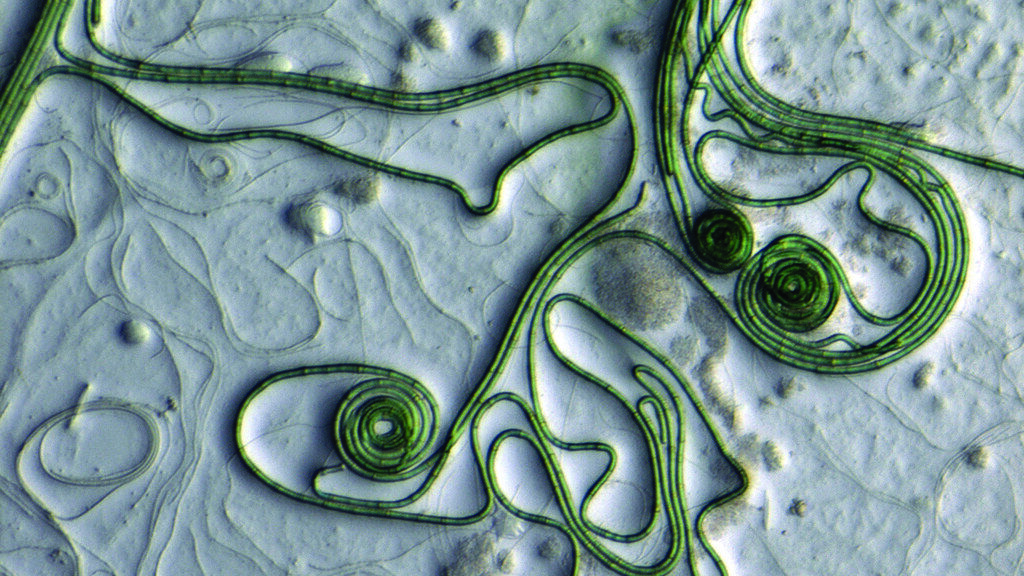 Il Microbioma Umano- L'Universo Microscopico che Ci Abita e Ci Plasma 12 Il Microbioma Umano