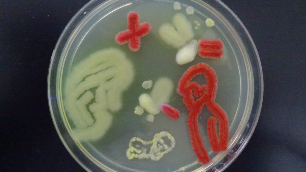 Il Microbioma Umano- L'Universo Microscopico che Ci Abita e Ci Plasma 11 Il Microbioma Umano