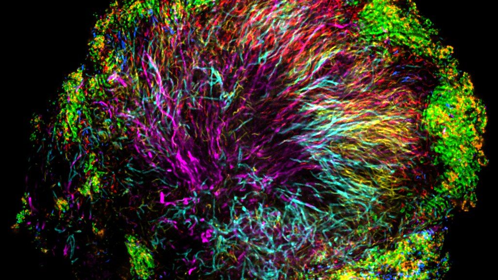 Il Microbioma Umano- L'Universo Microscopico che Ci Abita e Ci Plasma 13 Il Microbioma Umano